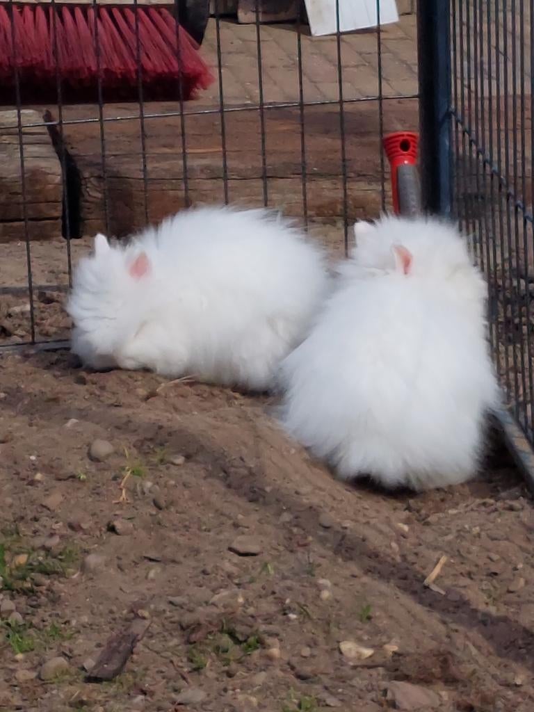 Superlieve teddydwerg voedster te koop, Dieren en Toebehoren, Konijnen, Meerdere dieren, Dwerg