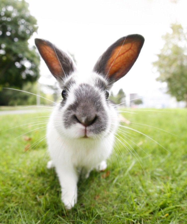 Gezocht voedster!, Dieren en Toebehoren, Konijnen, Vrouwelijk, Klein