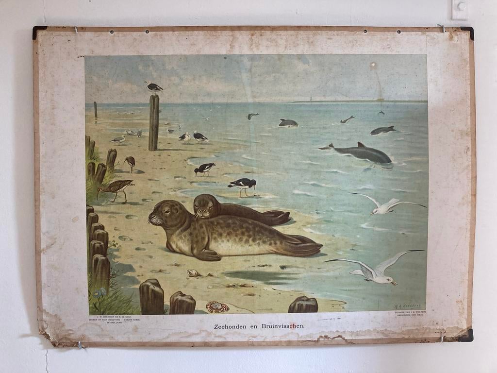 Wolters Schoolplaat Zeehonden en bruinvissen M.A. Koekkoek, Antiek en Kunst, Ophalen, Natuur en Biologie
