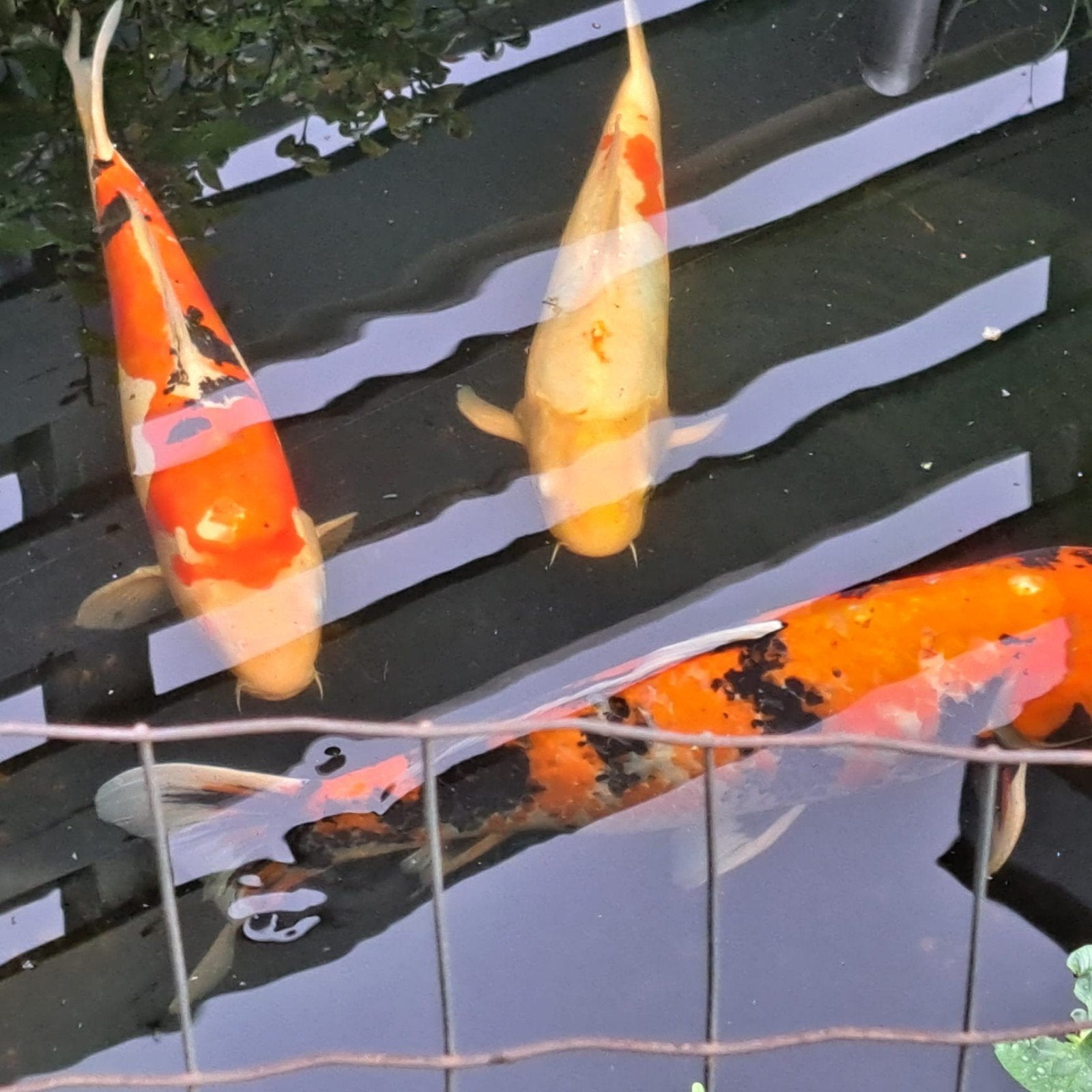 3 Koi Karpers, Dieren en Toebehoren, Vissen | Vijvervissen, Karper of Koi