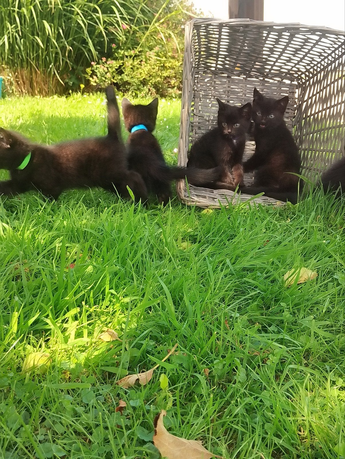 Boerderij kittens, Dieren en Toebehoren, Meerdere dieren, Kortharig, 0 tot 2 jaar