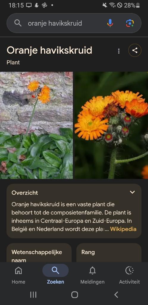 Oranje havikskruid, Tuin en Terras, Planten | Tuinplanten, Overige soorten, Volle zon, Vaste plant, Ophalen of Verzenden