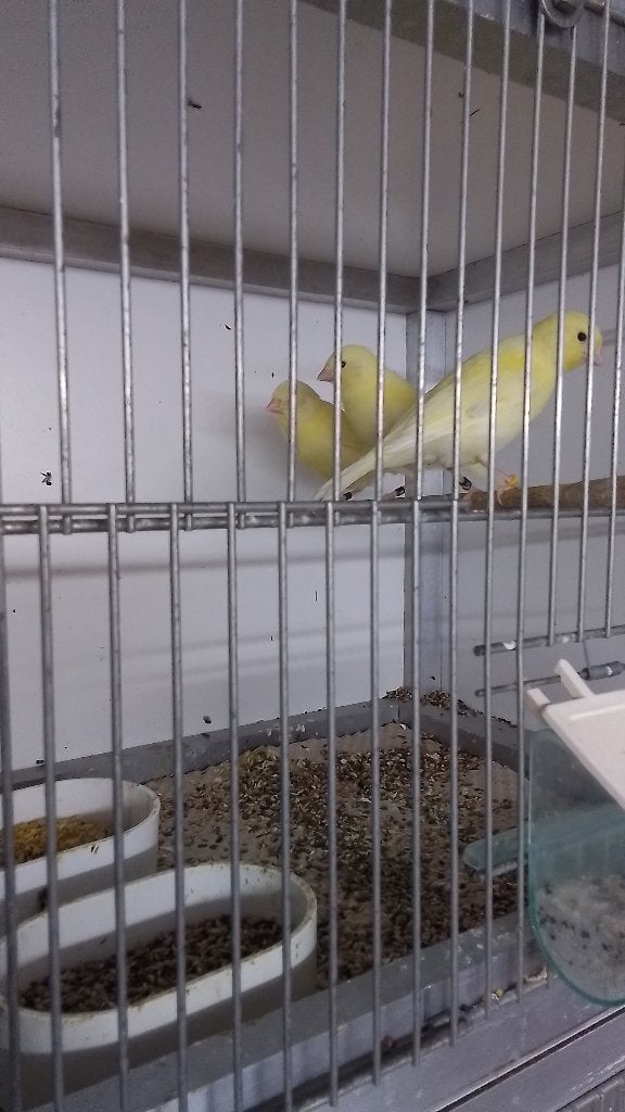Tekoop jonge geel knarie, Dieren en Toebehoren, Meerdere dieren, Kleurkanarie