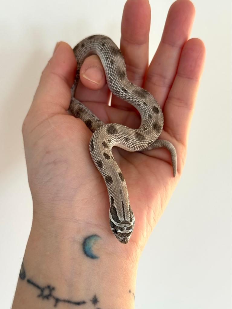 Hognose 1.0 Axanthic Conda het Toffee belly 2025 Hognose Snake - male for sale from Qmi