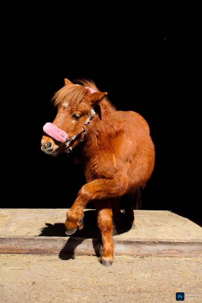 Verzorger gezocht/ Verzorgpony aangeboden, Dieren en Toebehoren, Stalling en Weidegang, Weidegang, 1 paard of pony