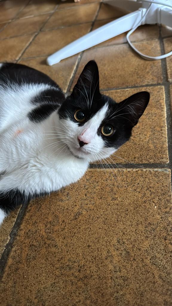Zwart wit katertje gezocht, Dieren en Toebehoren, Katten en Kittens | Overige Katten, Kater
