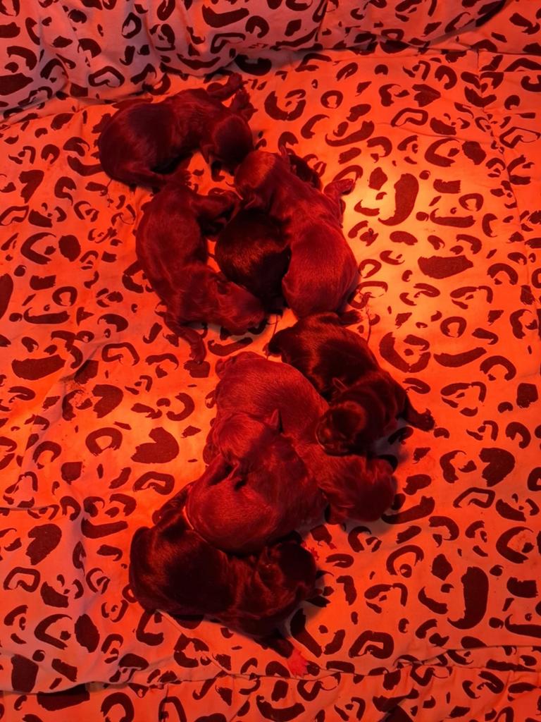 Puppies Boomer Maltipo., Dieren en Toebehoren, Overige rassen, 8 tot 15 weken, Meerdere, Meerdere dieren