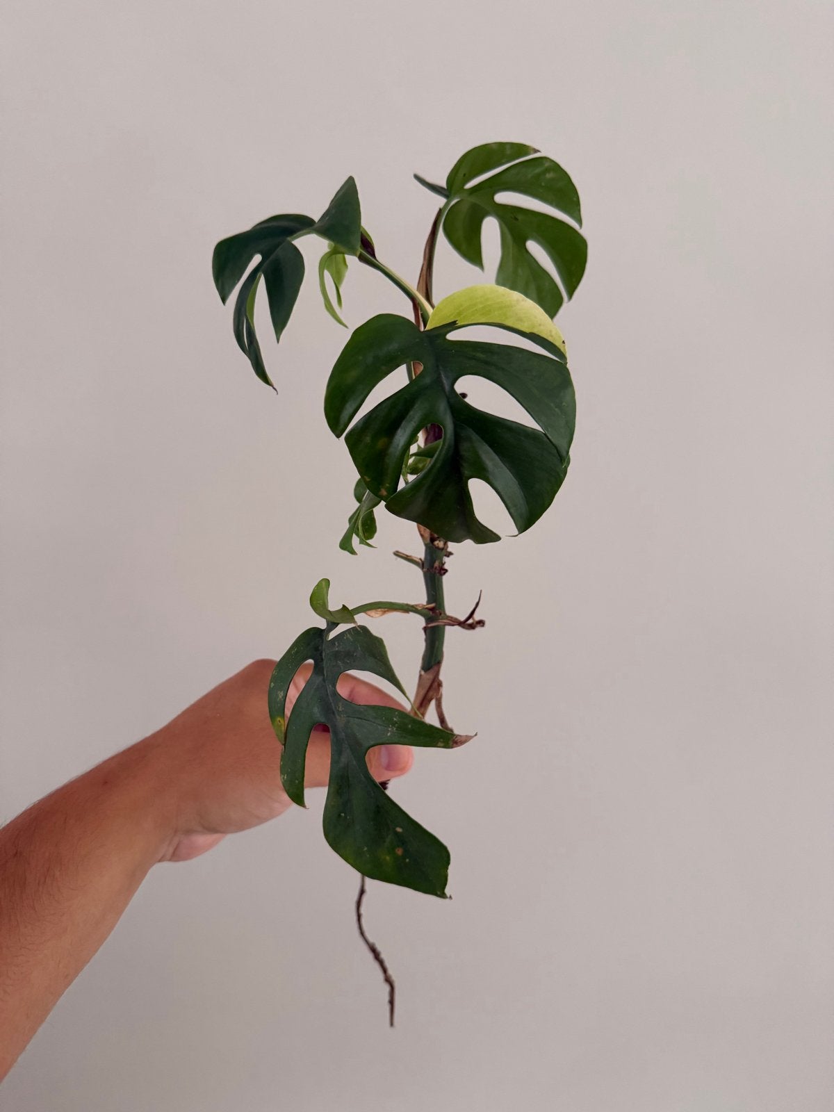 Monstera Variegata stekje met wortels, Overige soorten, In pot, Minder dan 100 cm, Groene kamerplant