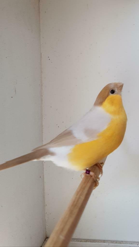 Noordse Goudvinken en nog veel meer., Dieren en Toebehoren, Meerdere dieren, Wildzangvogel, Geringd