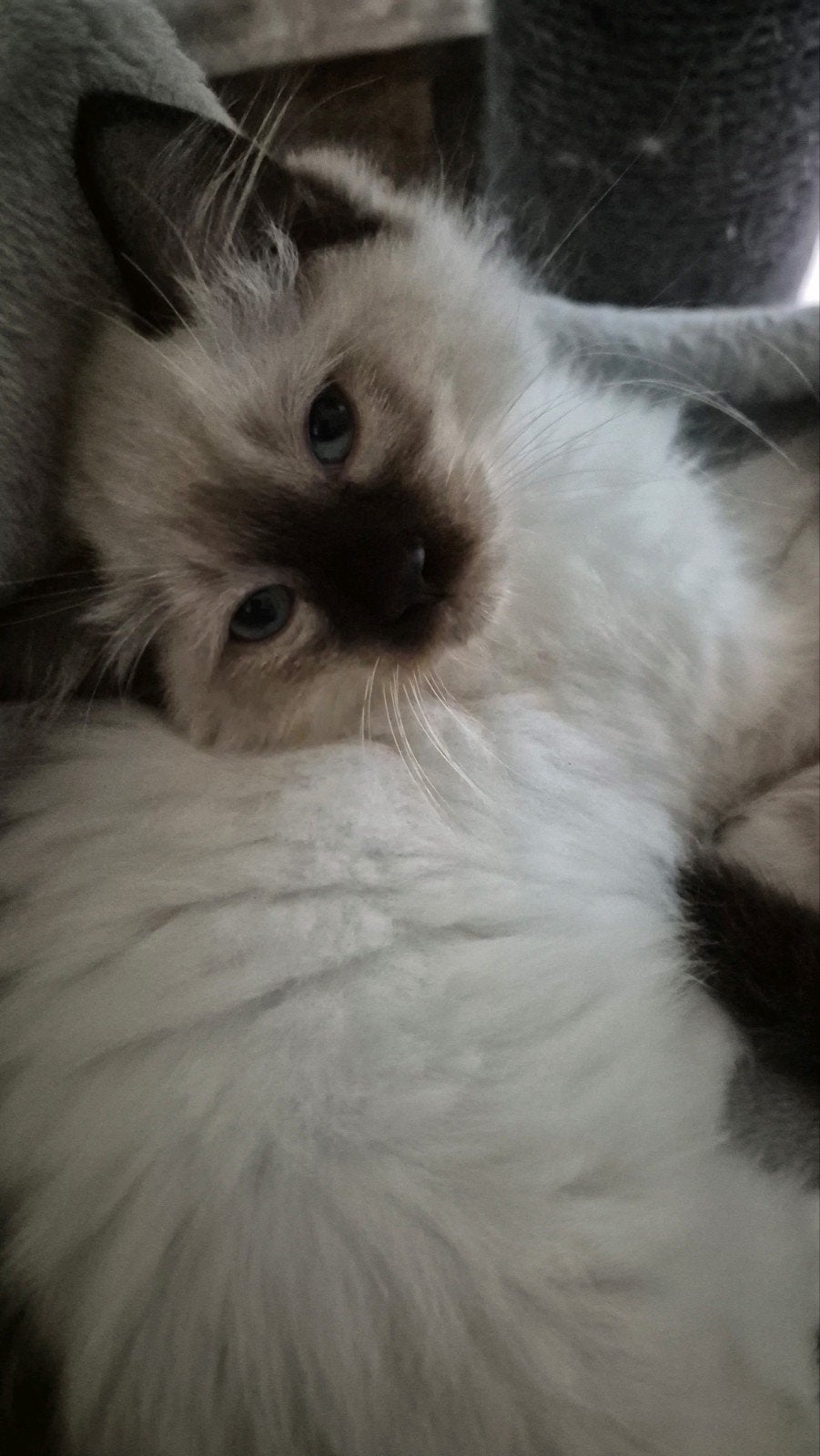 Ragdoll kittens zoeken een fijn huisje, Dieren en Toebehoren, Katten en Kittens | Raskatten | Langhaar, Kater, Gechipt, 0 tot 2 jaar