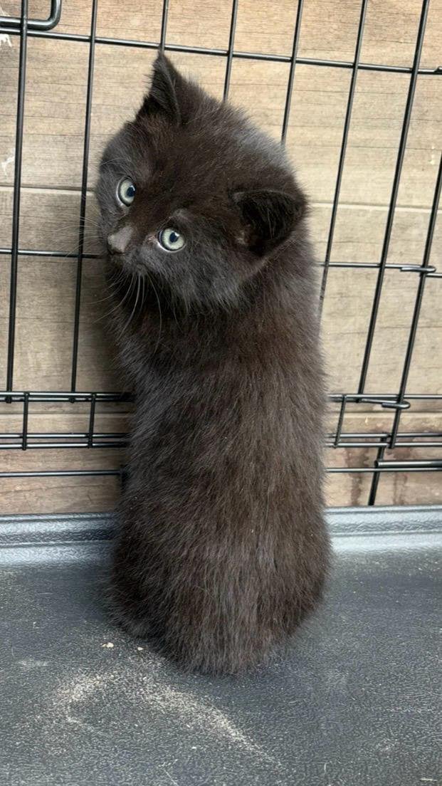Wilde kitten, Dieren en Toebehoren, Poes