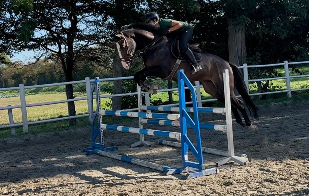 4 jarige new pleasure vdl x guidams rubin, Springpaard, Ruin, 3 tot 6 jaar, 165 tot 170 cm