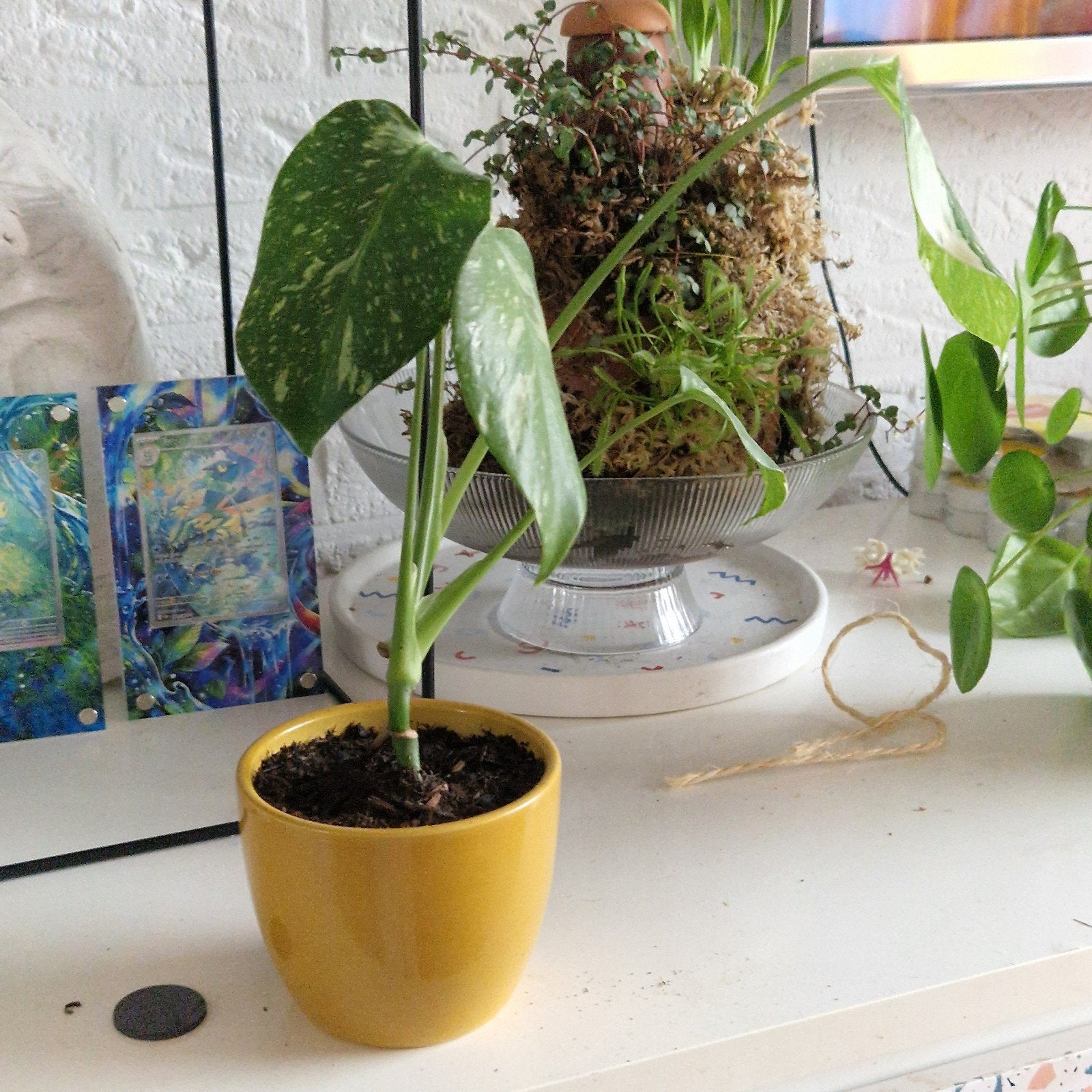 Monstera Thai Constellation, Huis en Inrichting, Kamerplanten, Ophalen of Verzenden, Halfschaduw, Minder dan 100 cm