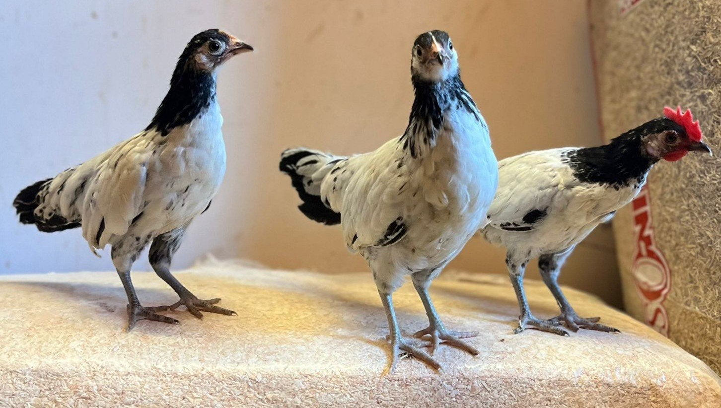 Lakenvelderkriel kuikens beschikbaar., Meerdere dieren, Kip
