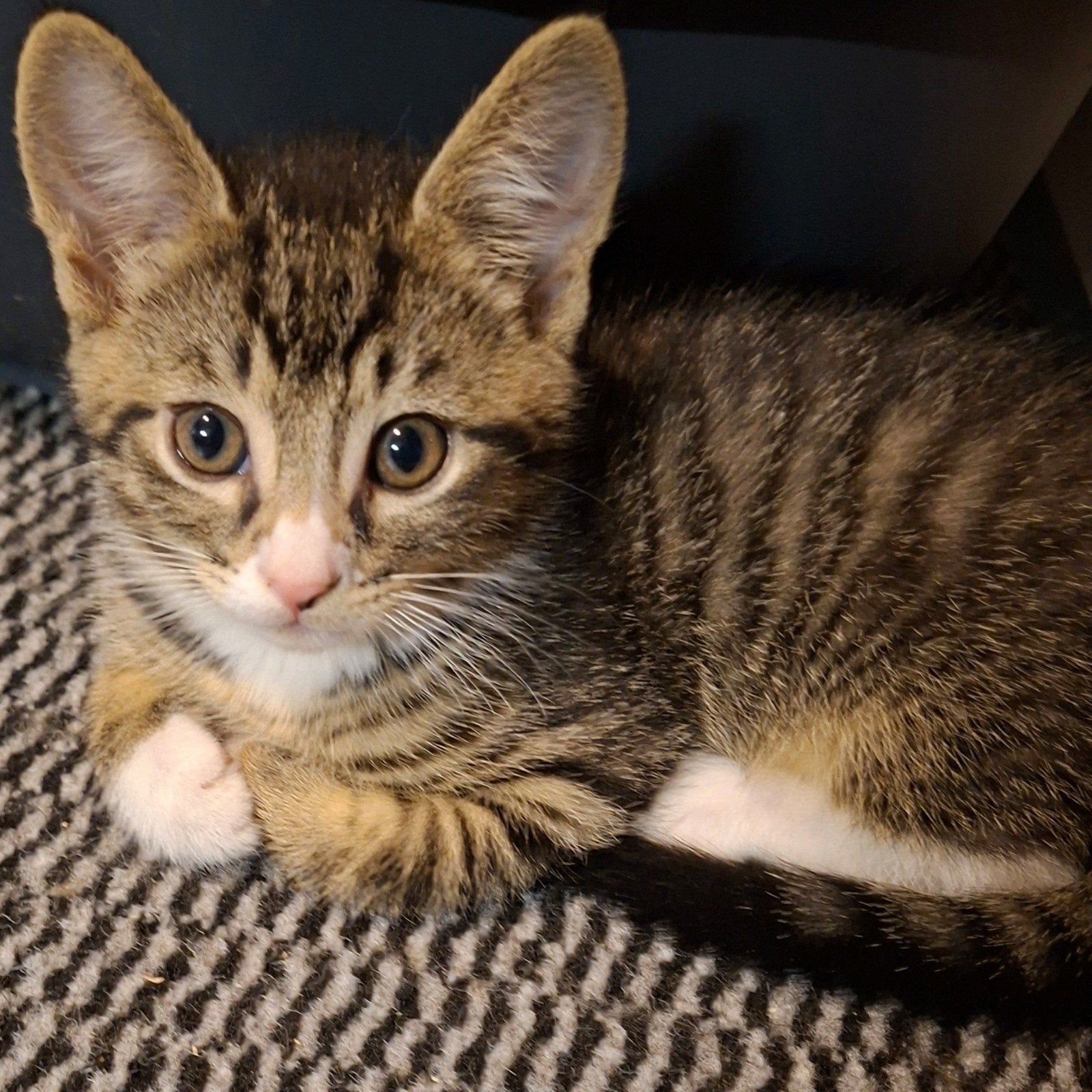 kittens mogen per direct weg, Meerdere dieren, Kortharig, 0 tot 2 jaar