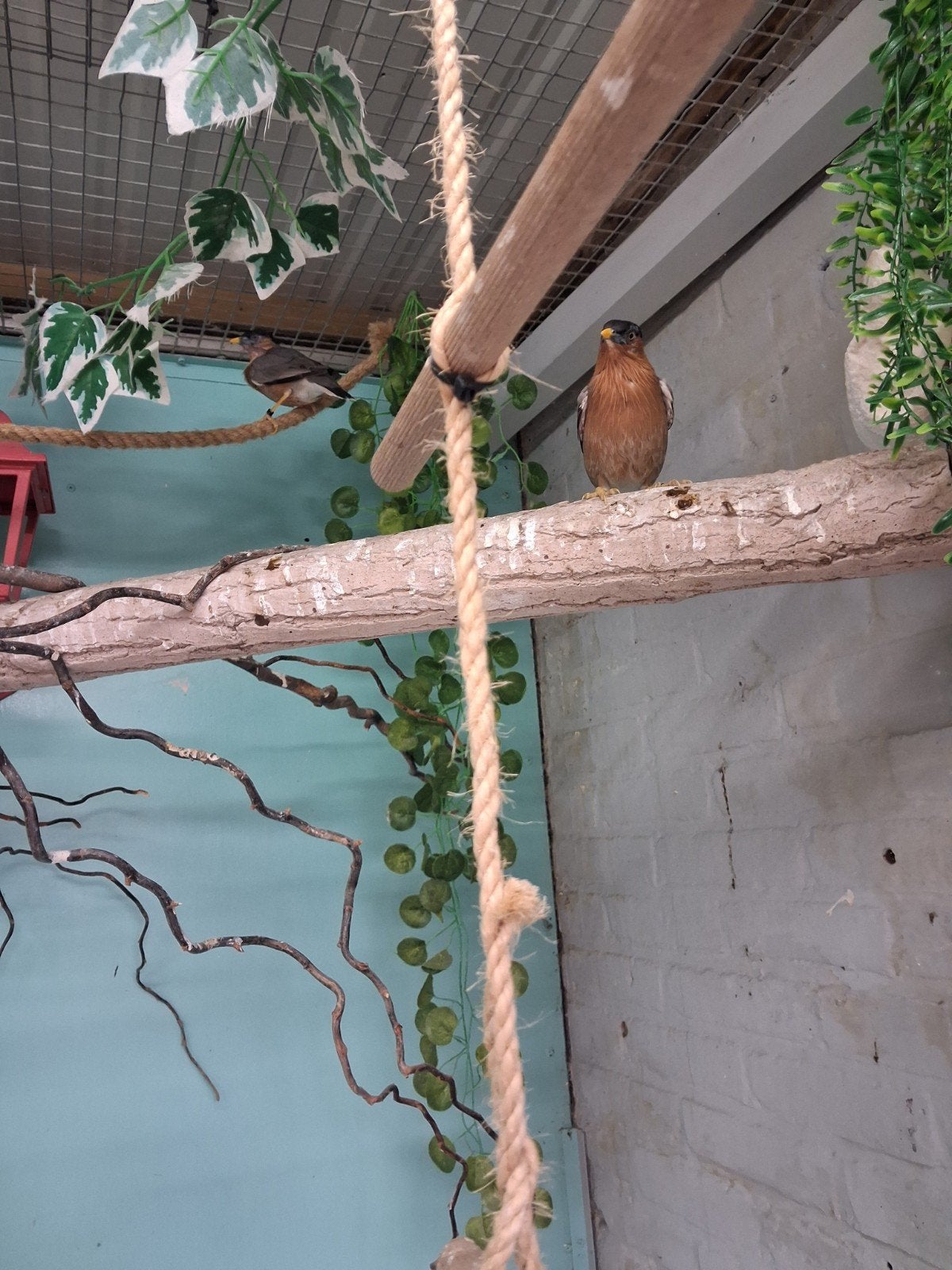 tekoop   pagode spreeuwen, Dieren en Toebehoren, Meerdere dieren