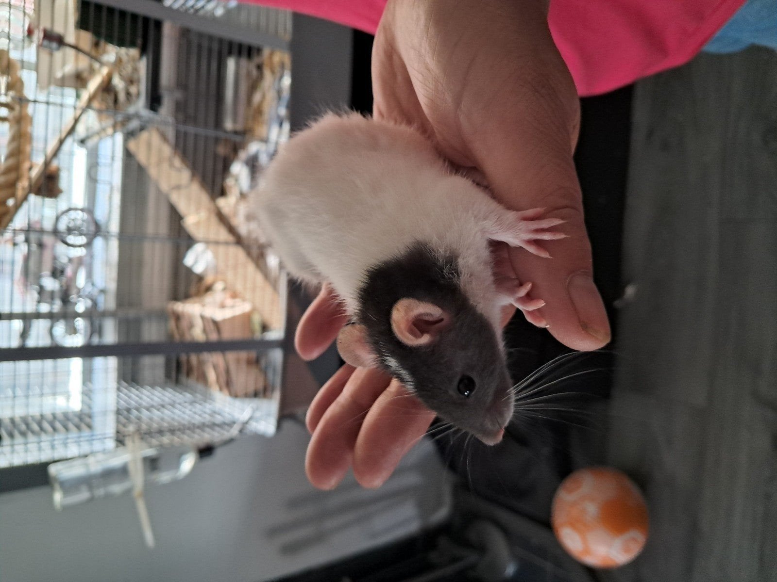 Ratjes, Dieren en Toebehoren, Knaagdieren, Juni, Mannelijk, Rat
