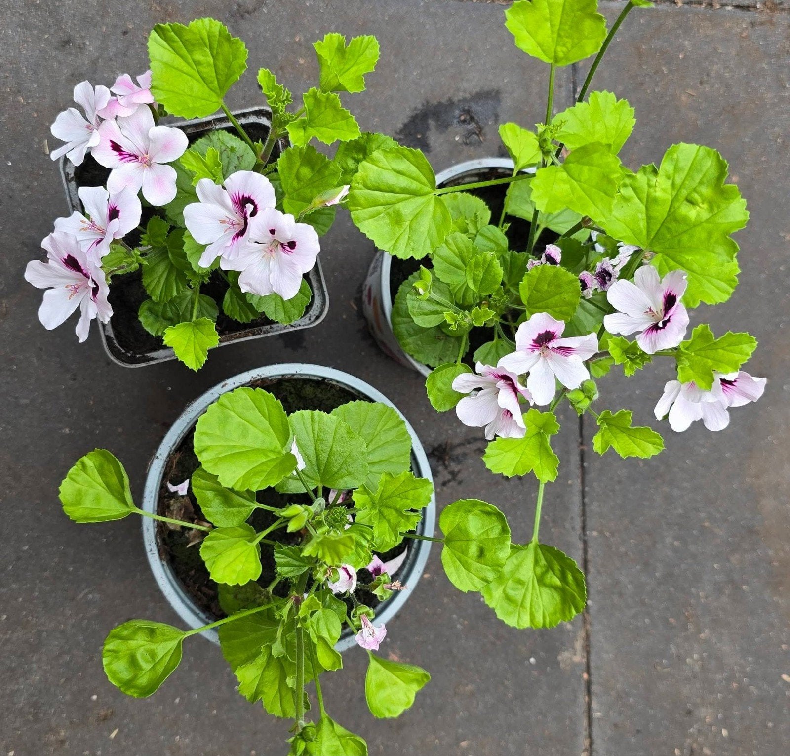 Prachtige Geraniums - Ideaal voor potten en borders, Huis en Inrichting, Kamerplanten, Ophalen, Halfschaduw, Minder dan 100 cm