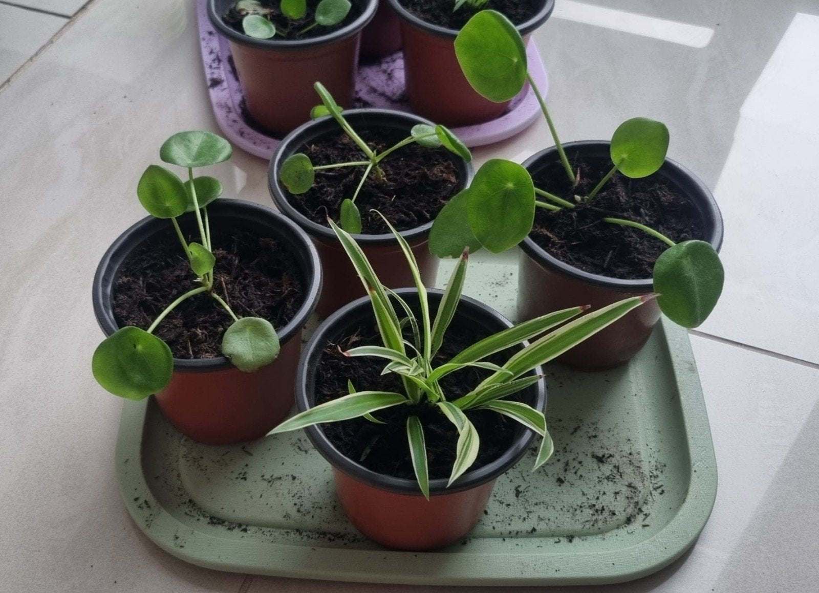 Home decoration real plants, Ophalen, Overige soorten, Halfschaduw, In pot