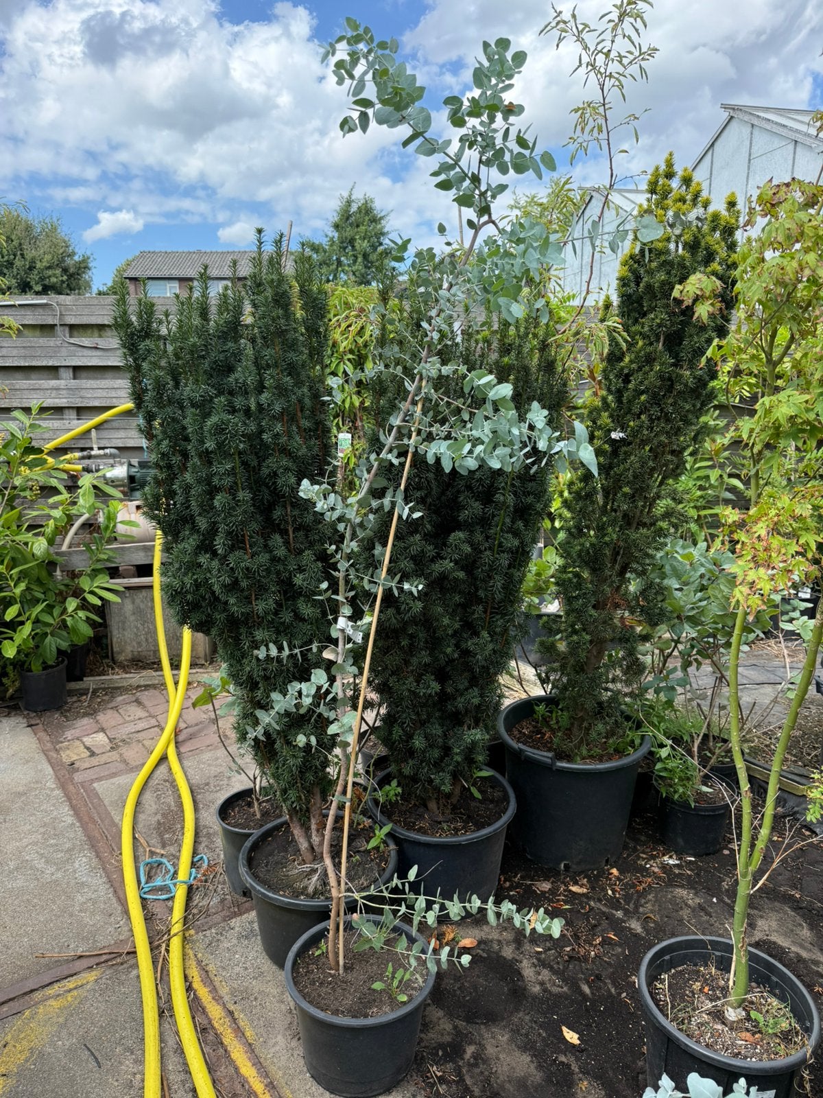 Eucalyptus planten /spillen. Hoog 175/200 nu 19,95 pst, Volle zon, Vaste plant, Bloeit niet, Ophalen