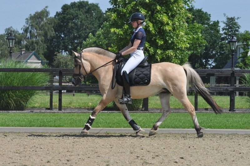 3 jarige knappe fjord, Dieren en Toebehoren, Pony's, Merrie, 3 tot 6 jaar, Recreatiepony, D pony (1.37m tot 1.48m)