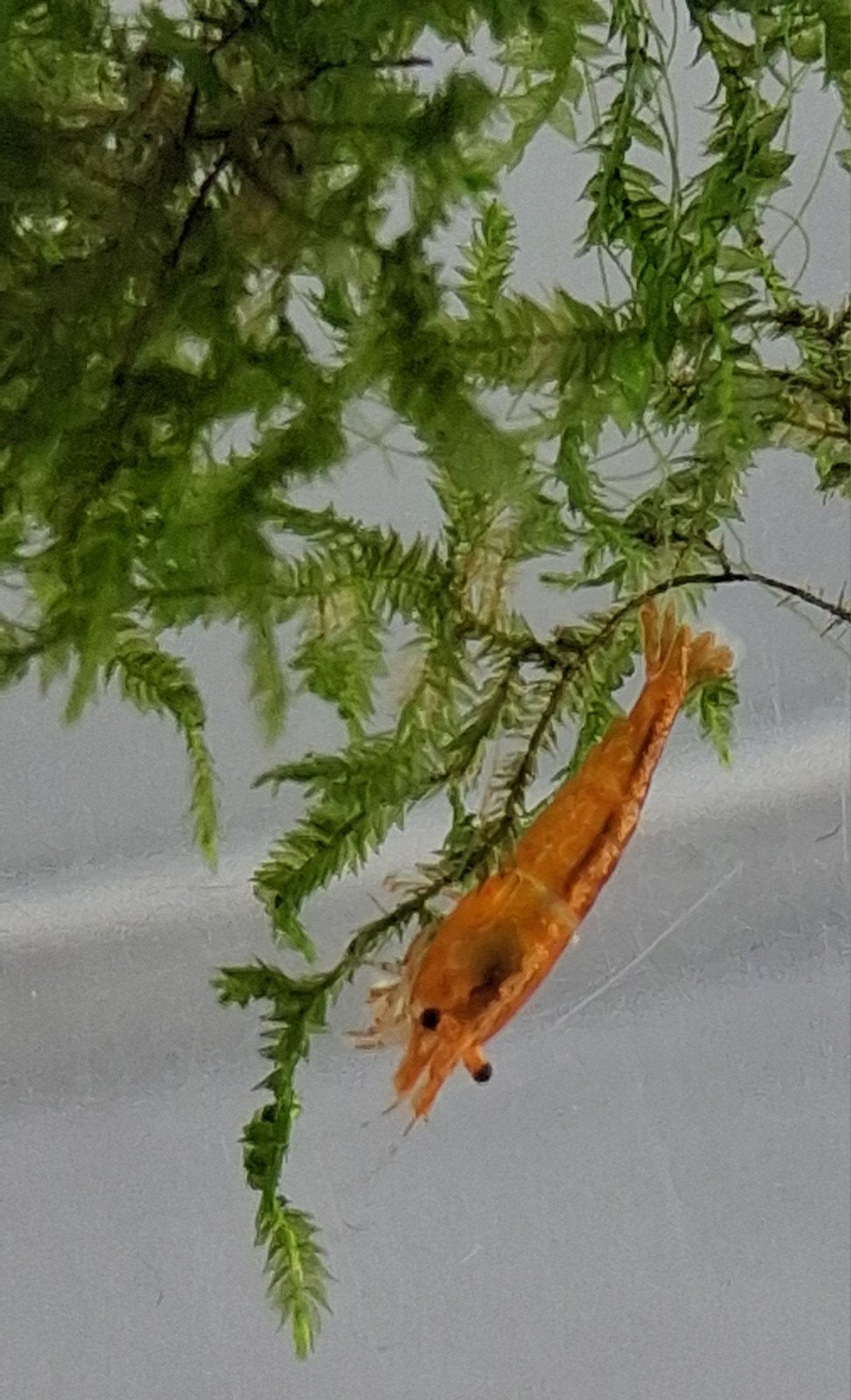 Super oranje garnalen, Kreeft, Krab of Garnaal