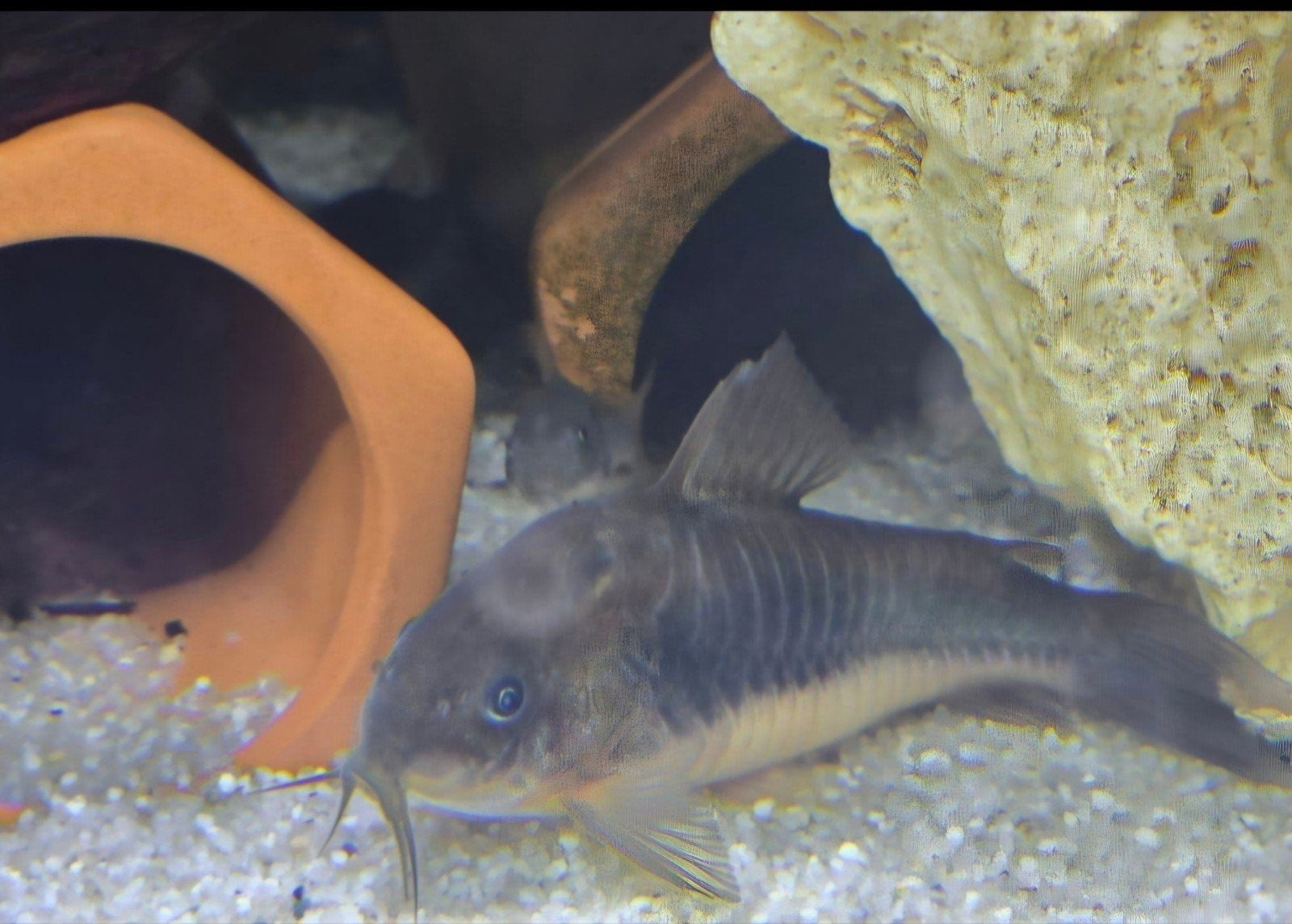 MOOIE CORYDORA ANEUS, BODEMVIS €2 p/st, Vis, Zoetwatervis, Schoolvis
