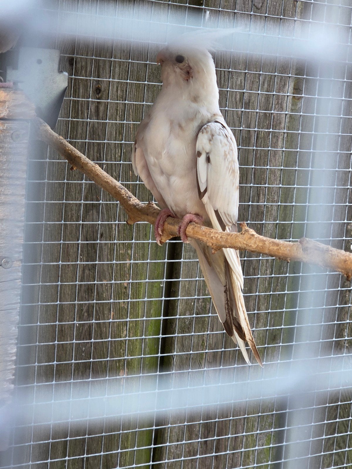 2 valkparkieten, Dieren en Toebehoren, Vogels | Parkieten en Papegaaien, Meerdere dieren, Parkiet