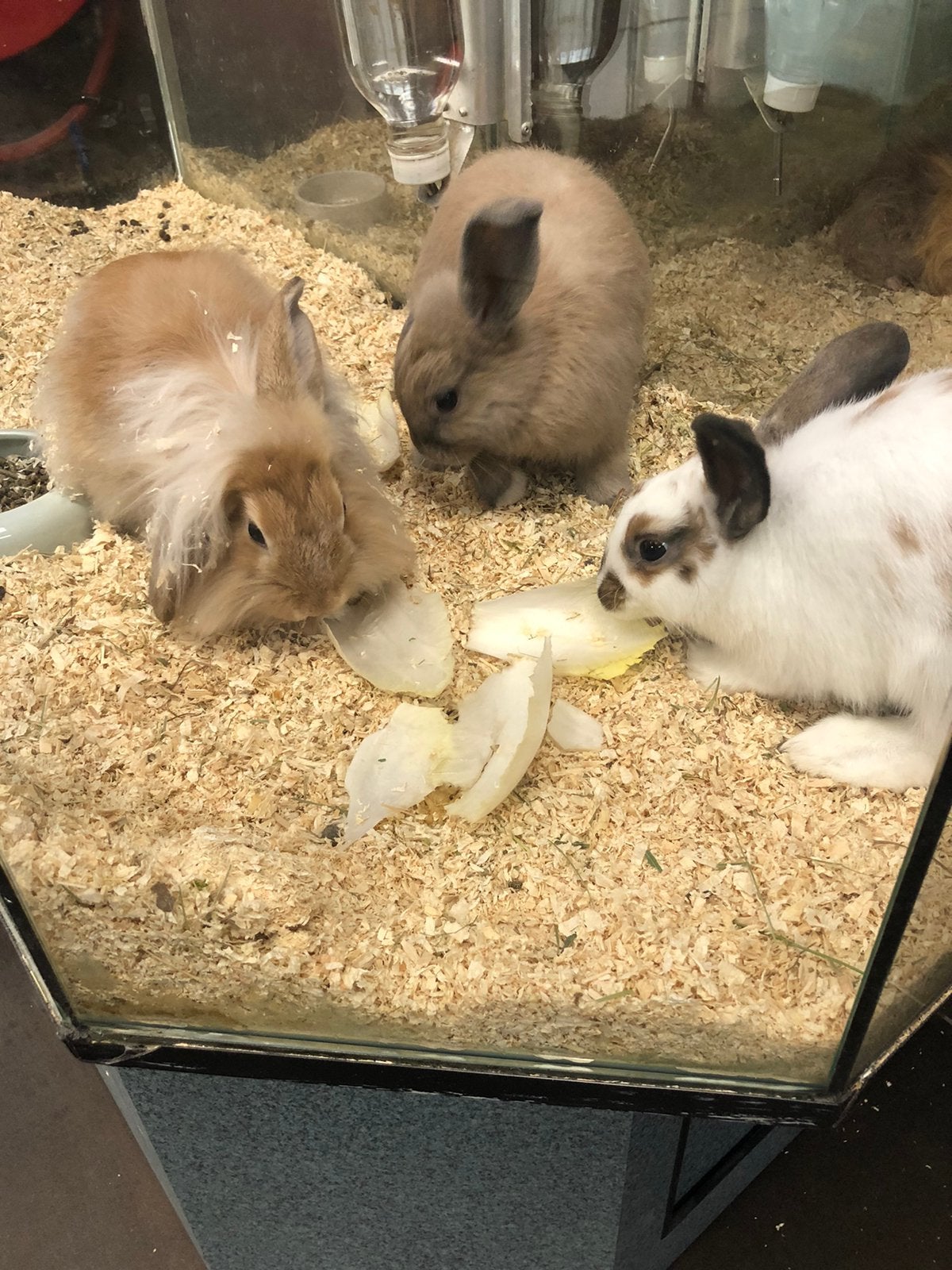 Konijntjes, Dieren en Toebehoren, Meerdere dieren