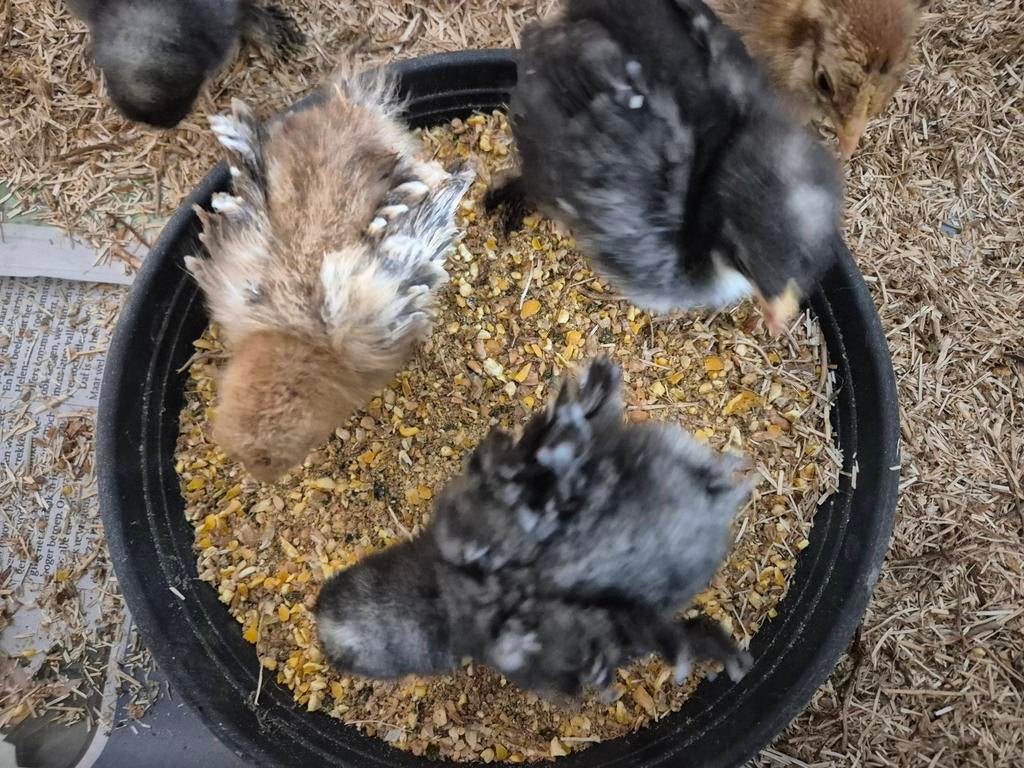 Cochin kuikens krul en gladveer, Dieren en Toebehoren, Geslacht onbekend, Kip