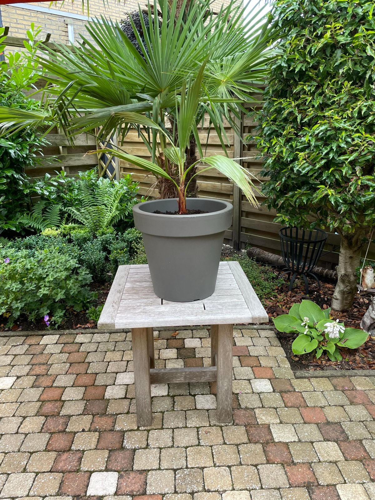 Washingtonia Robusta Palm - Jonge Mexicaanse Waaierpalm, Volle zon, Vaste plant, Bloeit niet, Ophalen