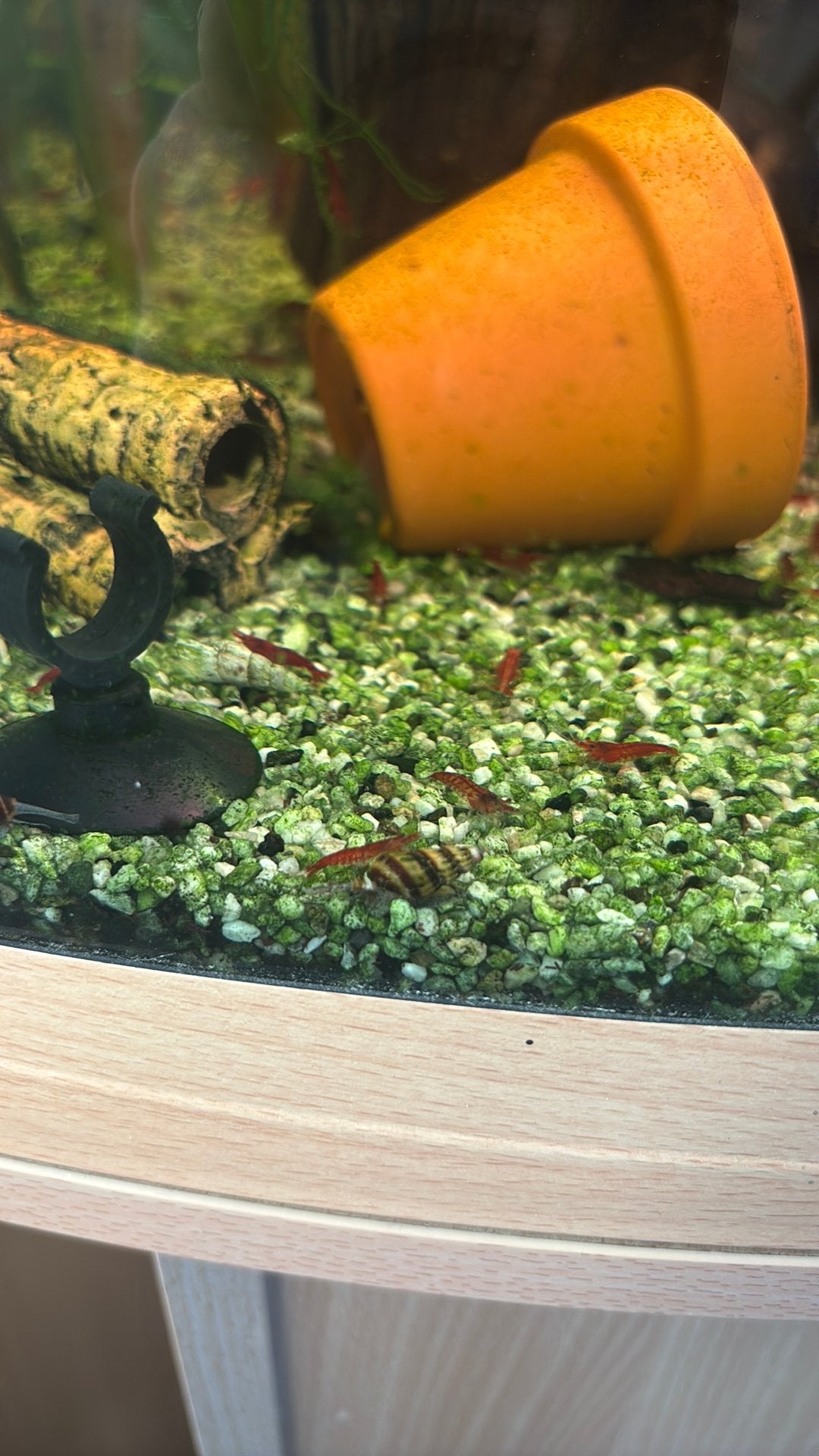 Helena slakken, Dieren en Toebehoren, Vissen | Aquariumvissen, Slak of Weekdier