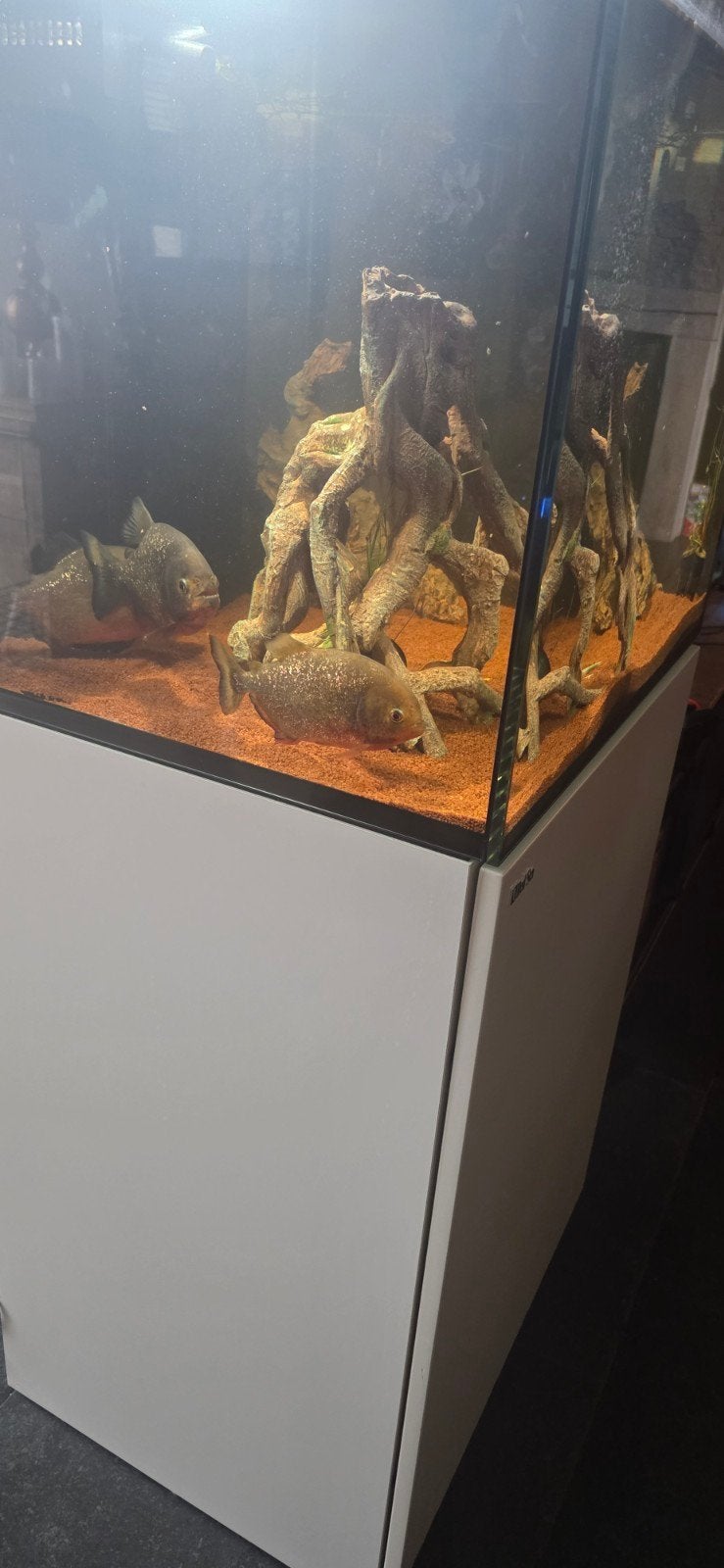 Mooi compleet Aquarium incl. 3 roodbuik piranha's., Dieren en Toebehoren, Ophalen, Zo goed als nieuw