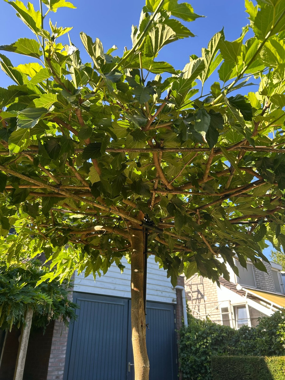Dakmoerbei (Morus alba) parasolboom, Tuin en Terras, Planten | Bomen, Bloeit niet, 100 tot 250 cm, Dakboom, Ophalen