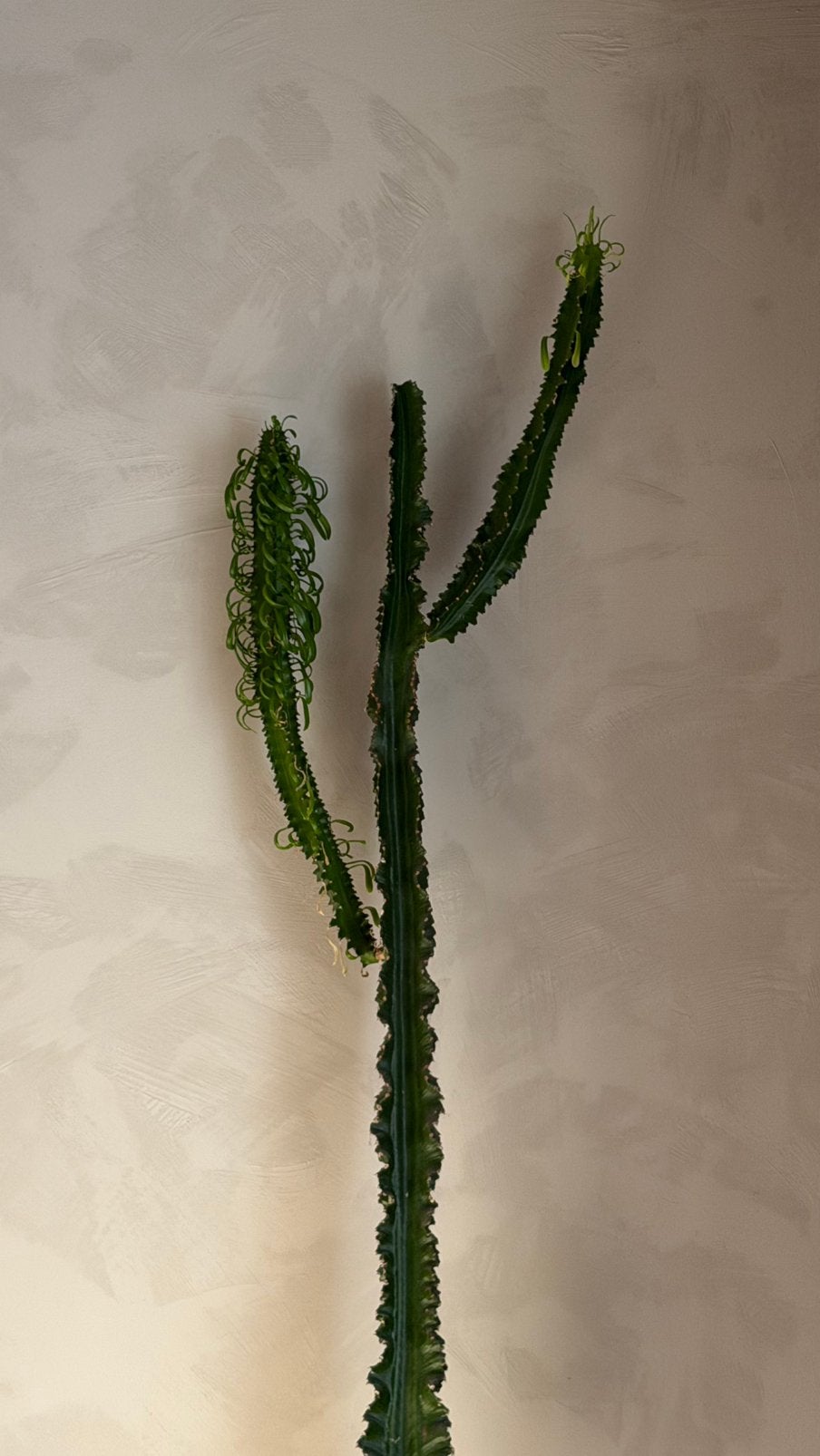 African milk tree ~215cm (pot included), Ophalen of Verzenden