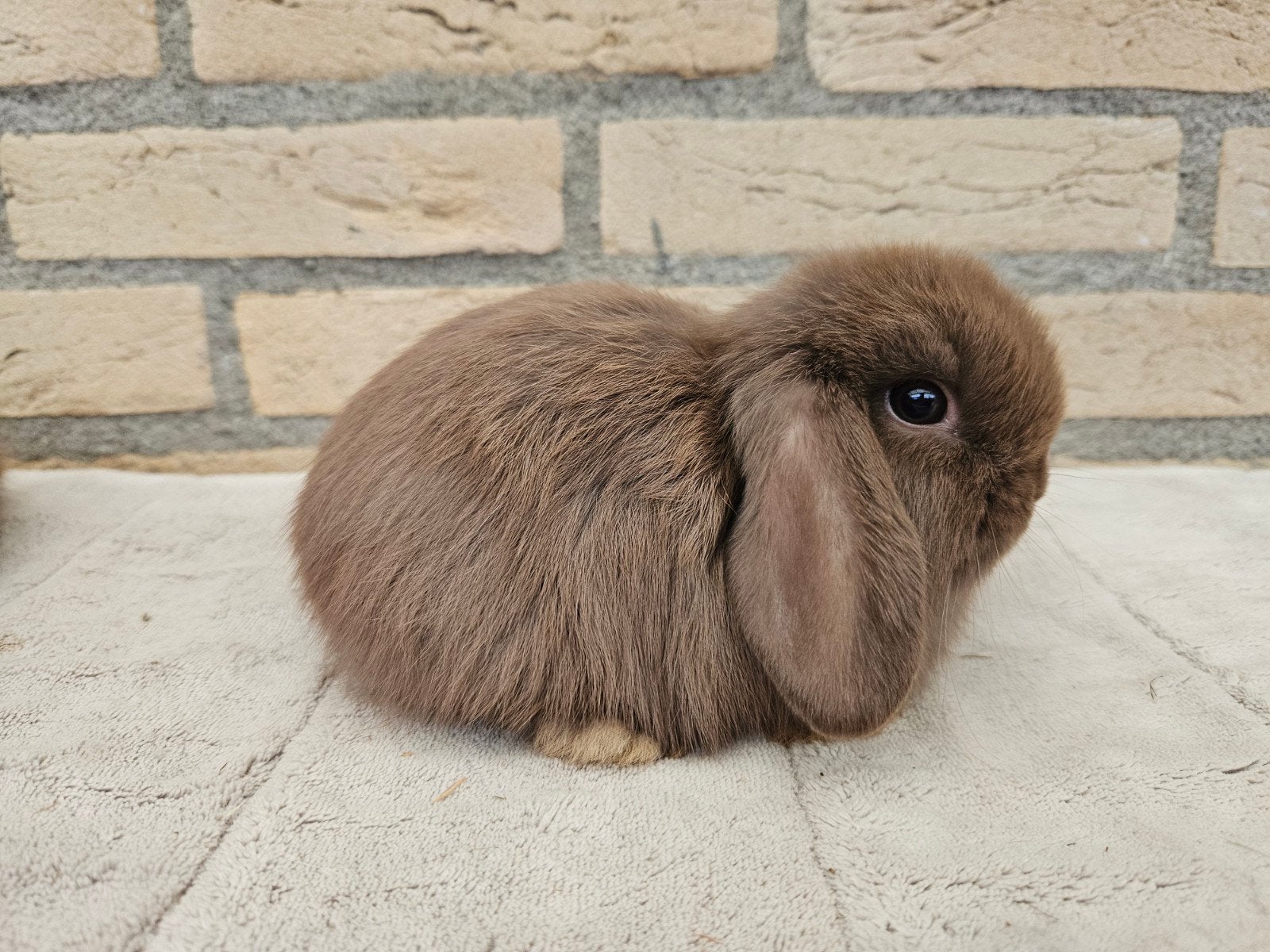 Jong Minilop koppel, Meerdere dieren, Dwerg