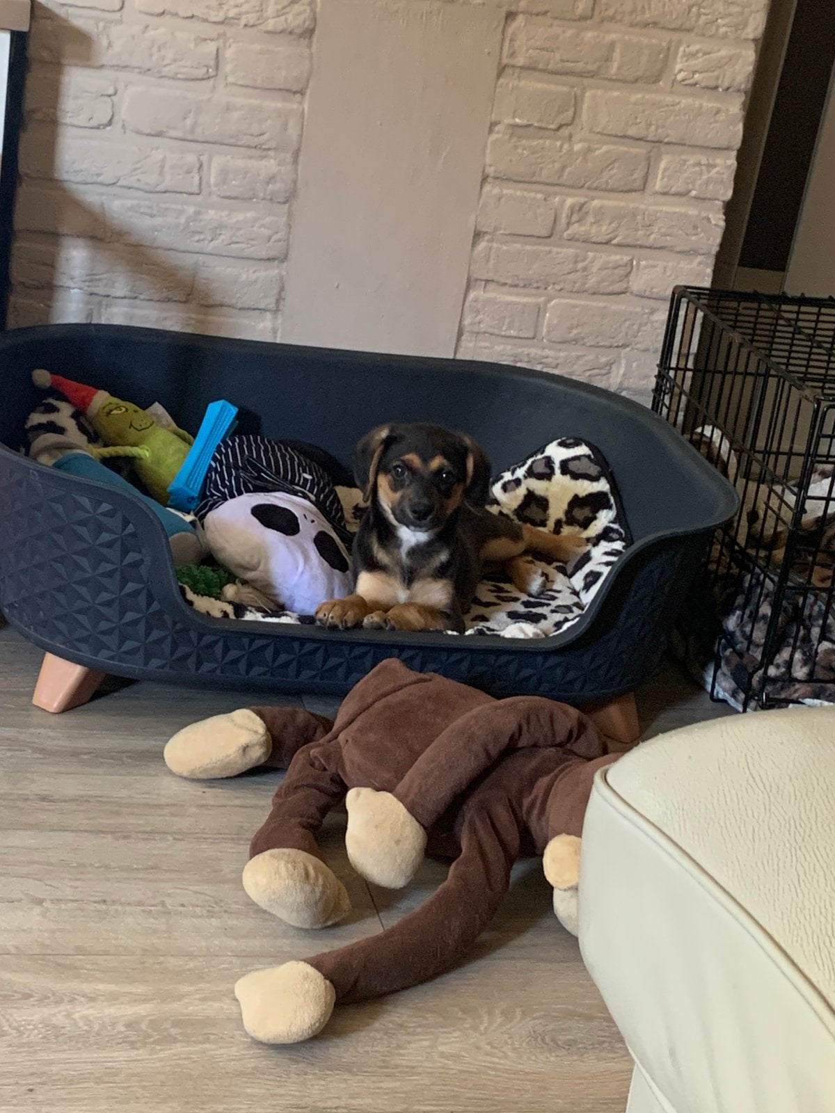 Boerenfox puppy, 8 tot 15 weken, Eén hond, Nederland, Particulier