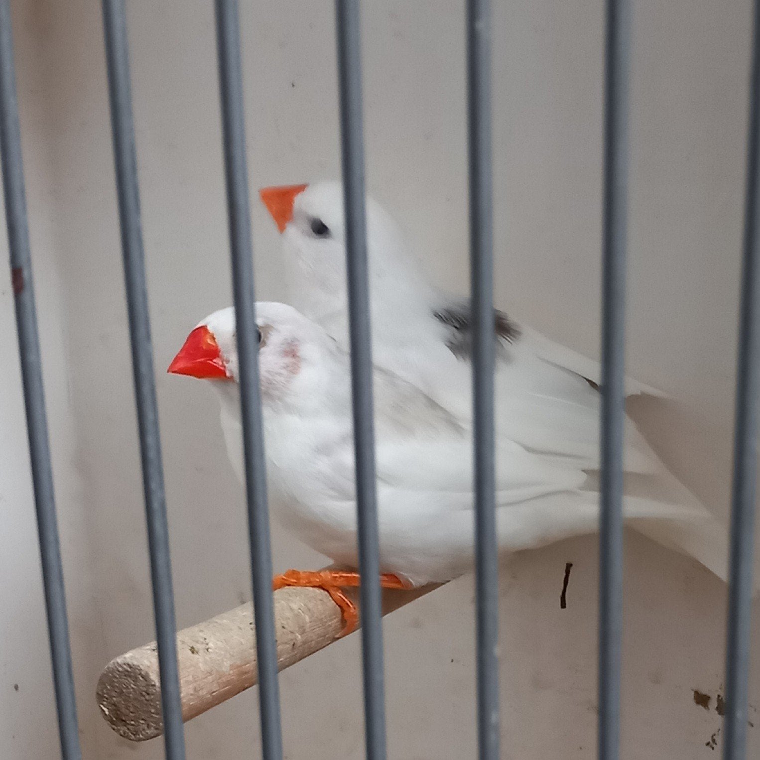 prachtig koppel zebravinken, witgetekend,broedrijp., Dieren en Toebehoren, Vogels | Overige Vogels, Meerdere dieren, Tropenvogel