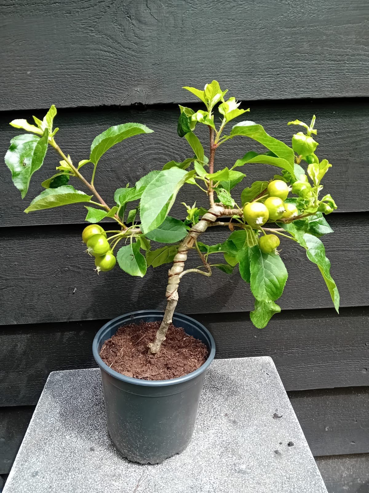 PRE BONSAI ECHTE APPEL, Tuin en Terras, Planten | Bomen, Ophalen, Bloeit niet, Halfschaduw, Overige soorten