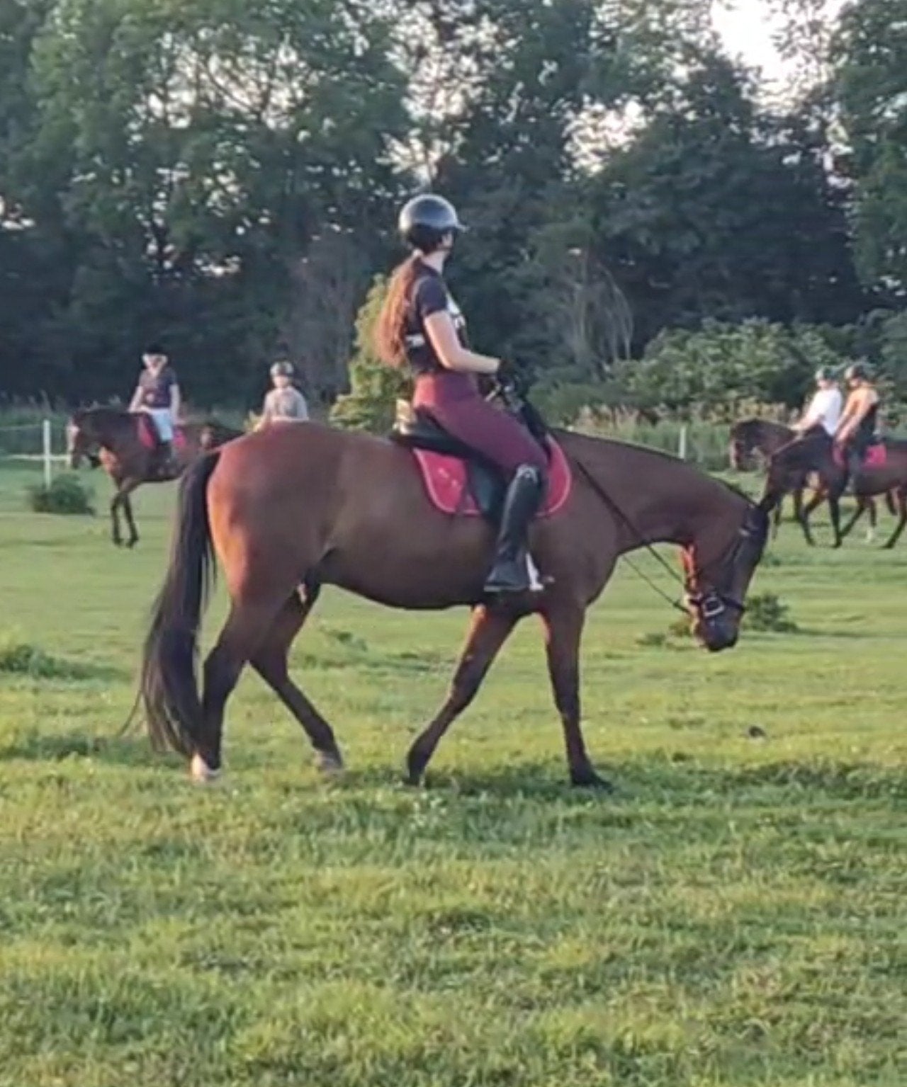 Bijrijder aangeboden Utrecht! Bijrijd pony of- paard gezocht, Dieren en Toebehoren, Ophalen of Verzenden