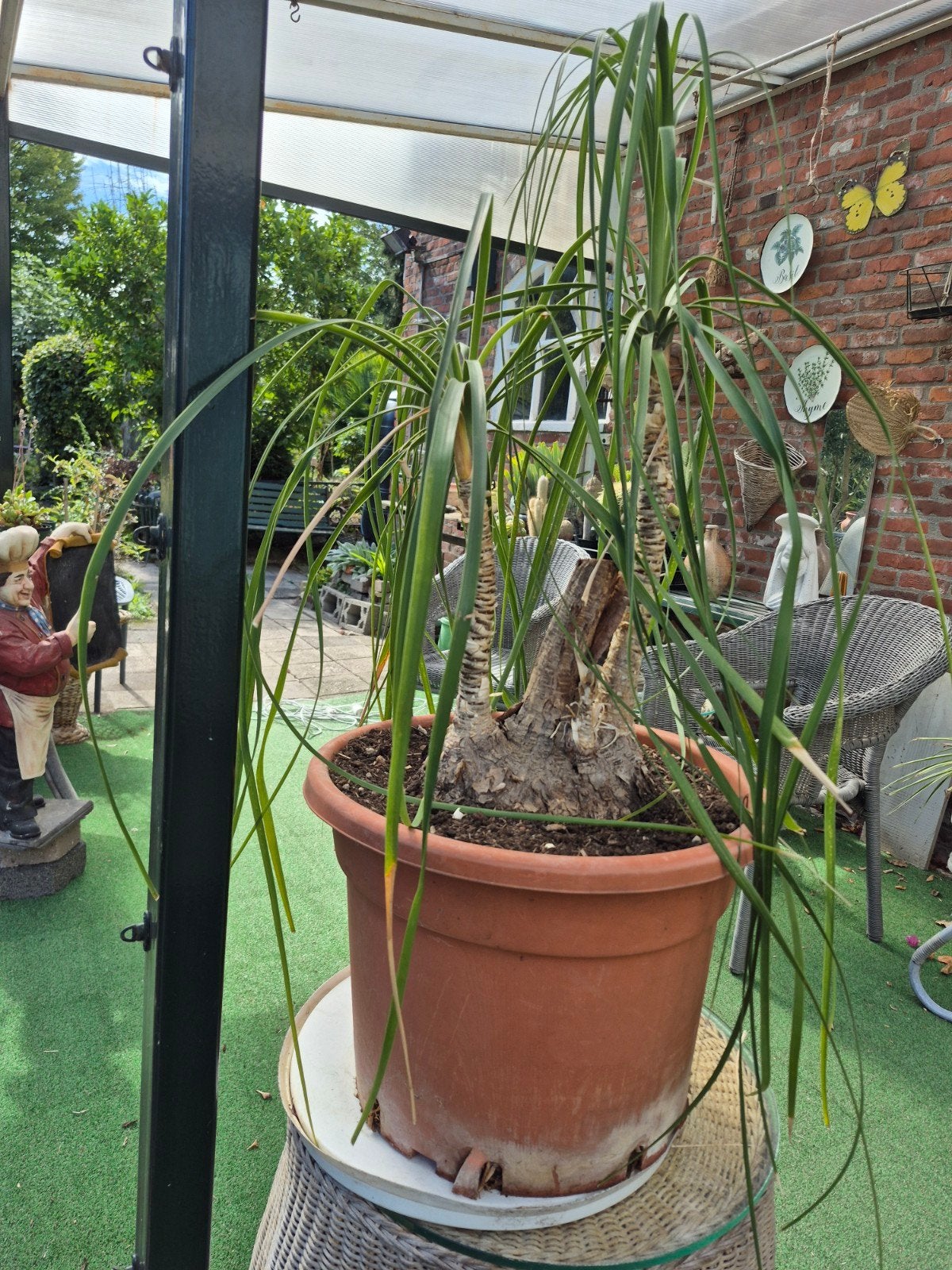 Grote Olifantspoot (Beaucarnea recurvata) in pot, 100 tot 150 cm, Overige soorten, In pot, Groene kamerplant