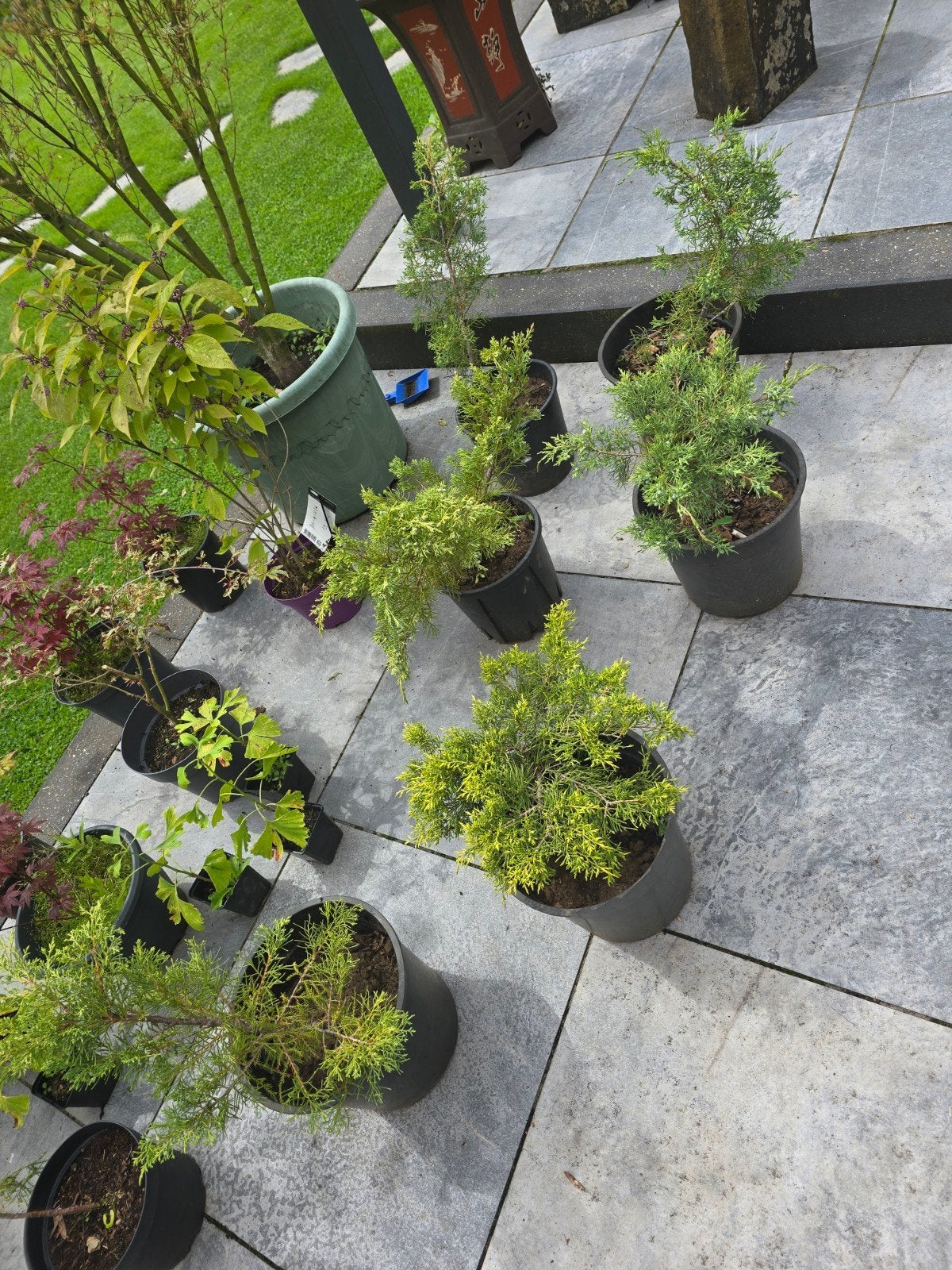 Juniperus Bonsai starters, Ophalen of Verzenden, Overige soorten, Volle zon