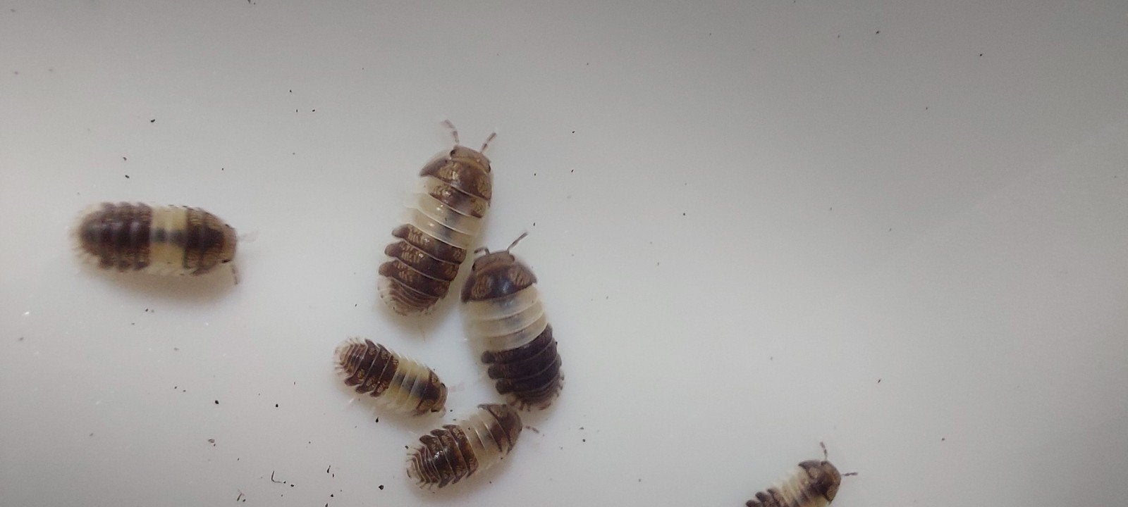 Cubaris Sp. Panda King. 30 stuks voor 10 euro, Dieren en Toebehoren, Insecten en Spinnen, Overige soorten