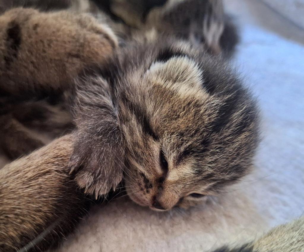 Prachtig nestje tijger kittens  poesjes, Dieren en Toebehoren, Katten en Kittens | Overige Katten, Meerdere dieren, Kortharig