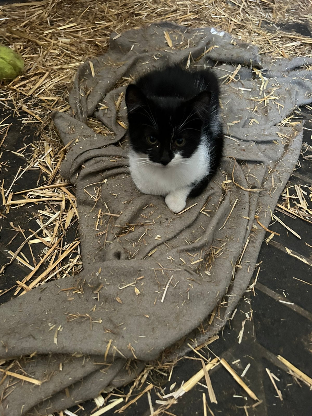 Twee zwart/witte boerderij kittens, Dieren en Toebehoren, Katten en Kittens | Overige Katten, Poes