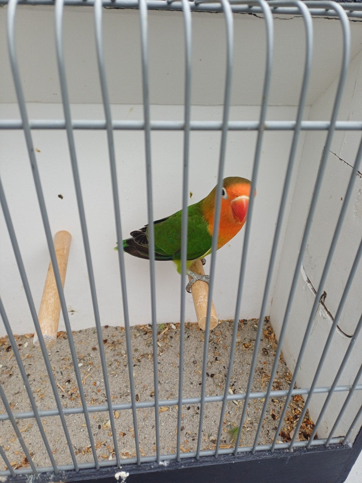 agapornis fischeri, Geslacht onbekend, Dwergpapegaai of Agapornis, Geringd