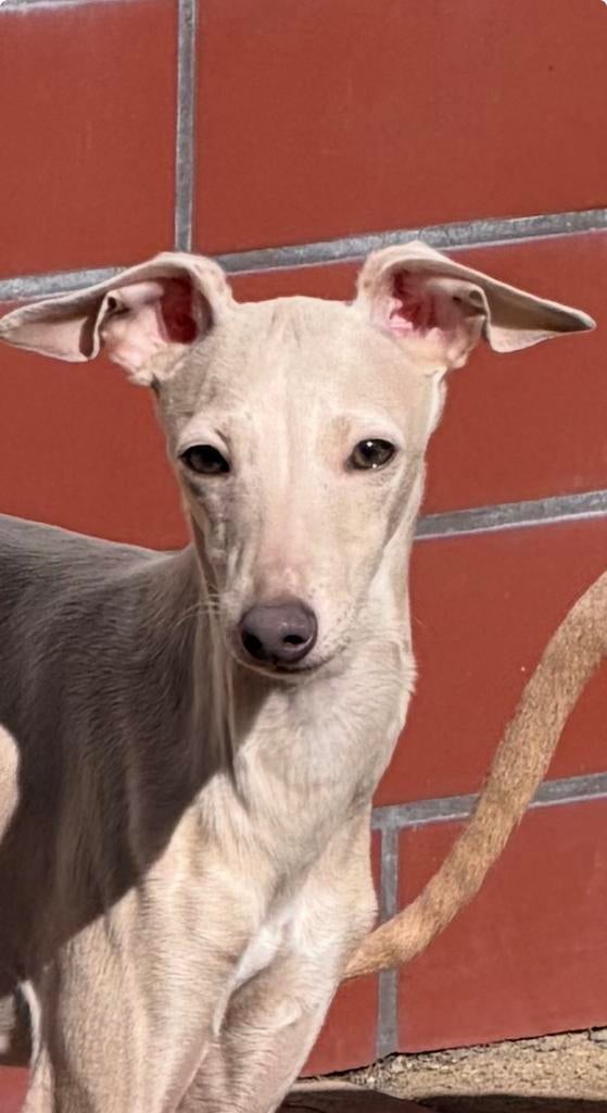 Italiaanse Windhond puppy, Dieren en Toebehoren, Honden | Windhonden, 15 weken tot 1 jaar, Overige rassen, Meerdere, Meerdere dieren