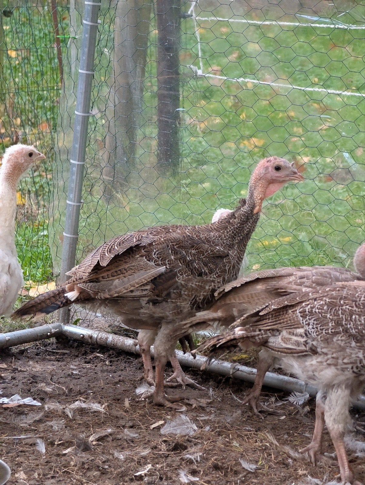 kalkoen kuiken, Dieren en Toebehoren, Kalkoen