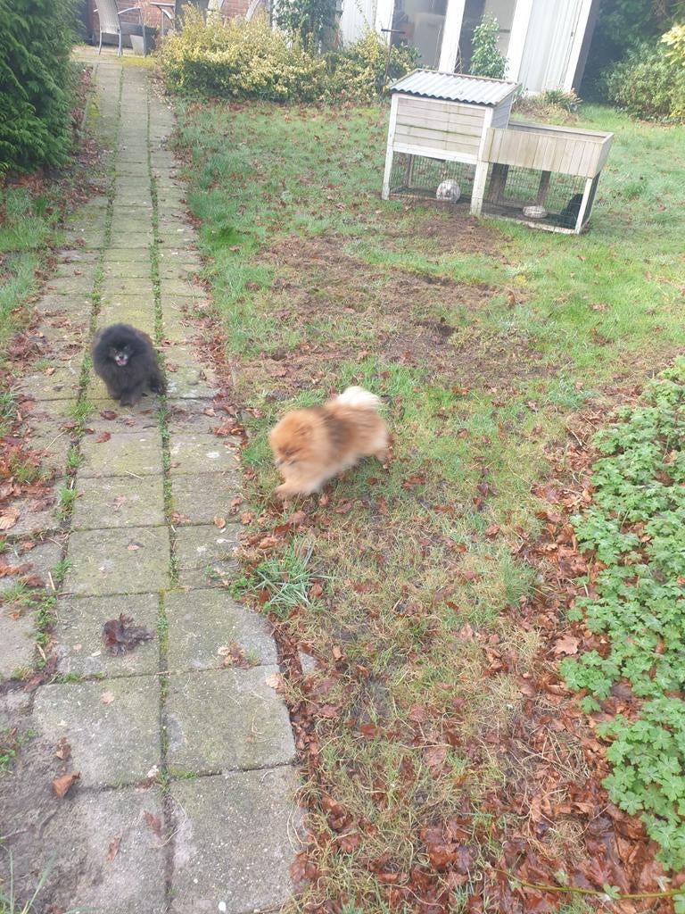 Te koop twee vijf jarige pomeriaan/dwergkeesjes met stamboom, Overige rassen, Teef, Meerdere, 3 tot 5 jaar