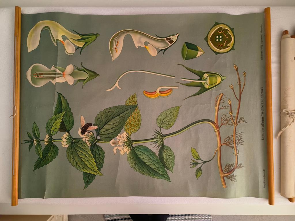 Vintage botanische schoolplaat – Witte dovenetel, Ophalen